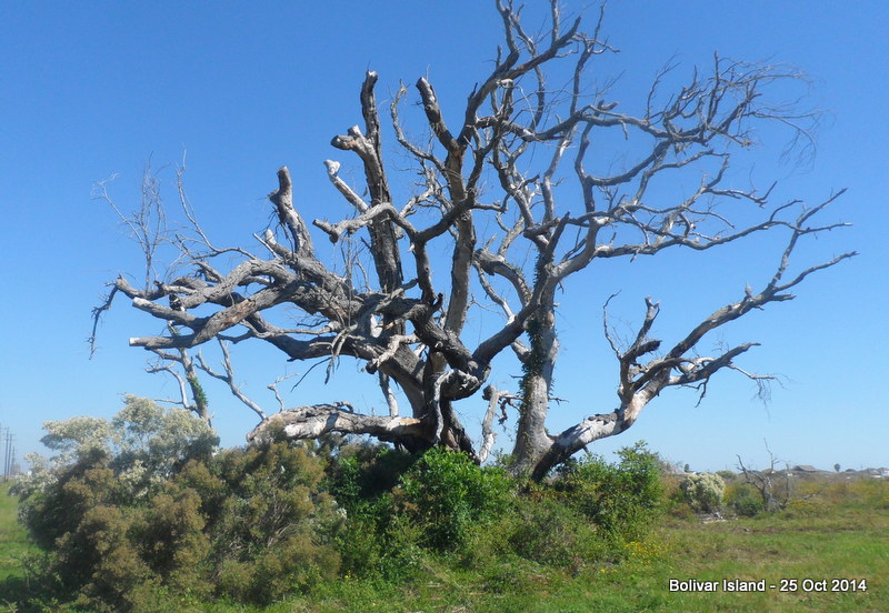 Tree on Bolivar Island