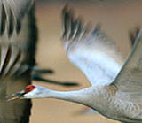 Sandhill cranes in NE